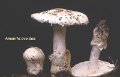 Amanita ovoidea-amf221